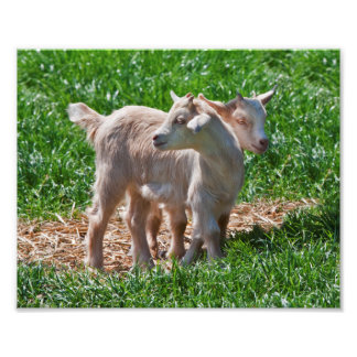 Foto Pygmy Goat Kids Impressão
