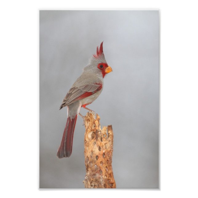 Foto Pyrrhuloxia em um galho (Frente)