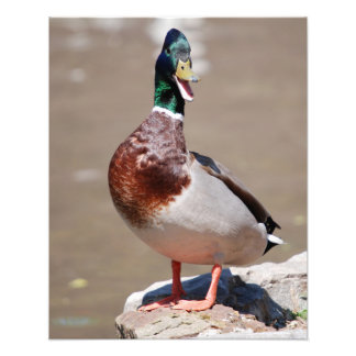 Foto Quacking Mallard Duck
