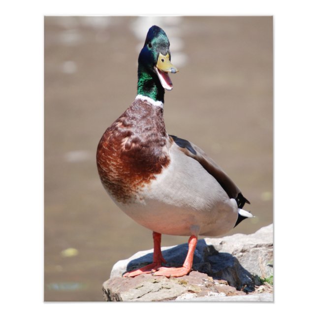 Foto Quacking Mallard Duck (Frente)