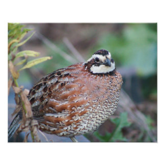 Foto quail