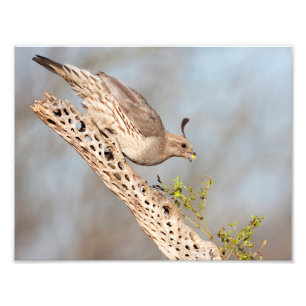Foto Quail de Gambel