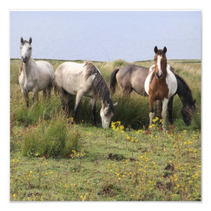 Foto Quatro cavalos