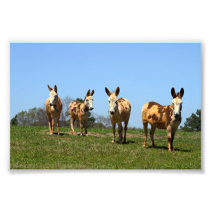 Foto Quatro Donkeys