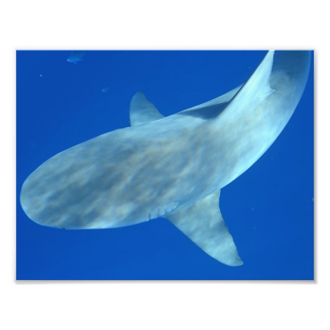 Foto Queenie o Touro - De Júpiter, FL (Frente)