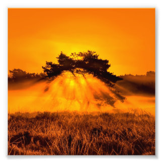Foto Queimando Bush