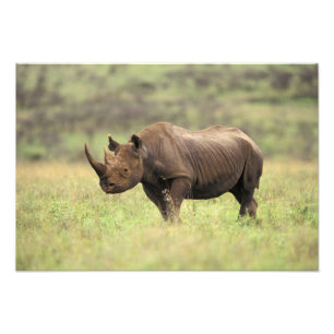 Foto Quênia, Parque Nacional de Nairobi. Rinoceronte Ne