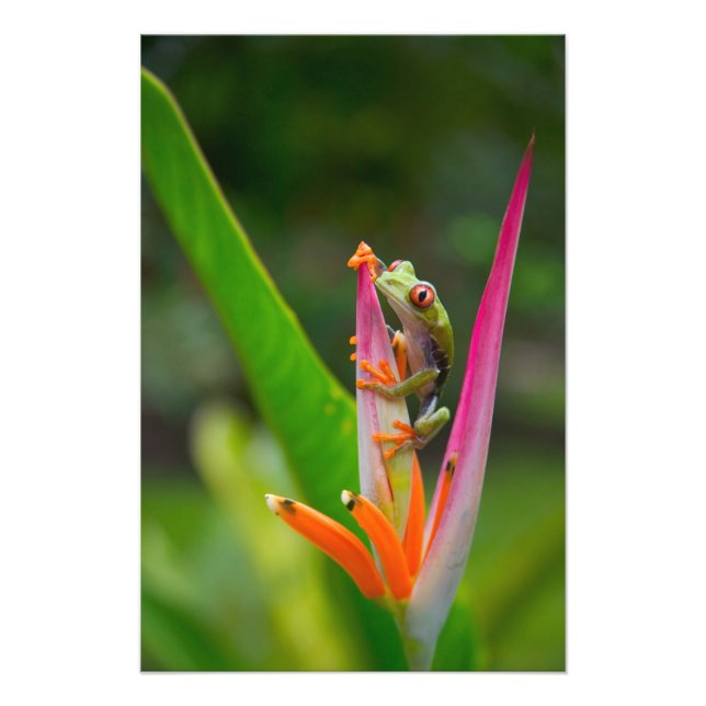 Foto Rã-arbórea-de-olho-vermelho, Costa Rica (Frente)