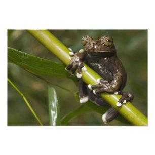 Foto Rã-árvore Cativa Tapichalaca Hyloscirtus