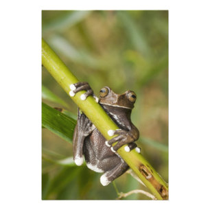 Foto Rã-árvore Cativa Tapichalaca Hyloscirtus