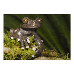 Foto Rã-árvore Cativa Tapichalaca Hyloscirtus 2
