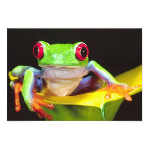 Foto Rã-árvore-de-olho-vermelho em um Lírio-de-água, Ag