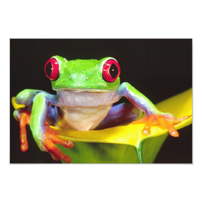 Foto Rã-árvore-de-olho-vermelho em um Lírio-de-água, Ag (Frente)