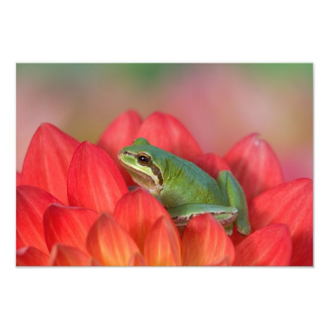Foto Rã-árvore do Pacífico em flores no nosso jardim (Frente)