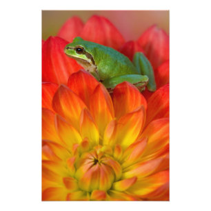 Foto Rã-árvore-do-pacífico sobre flores
