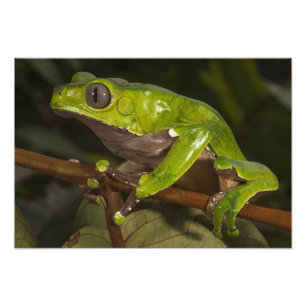 Foto rã-folha-gigante (Phyllomedusa bicolor)
