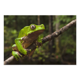 Foto Rã-folha-gigante (Phyllomedusa bicolor) 2