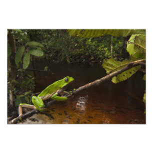 Foto Rã gigante de folha (Phyllomedusa bicolor) 3