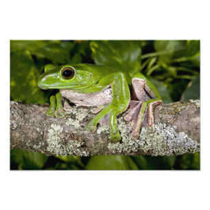 Foto Rã Gigante Gliding, Polypedates dennysi ssp,