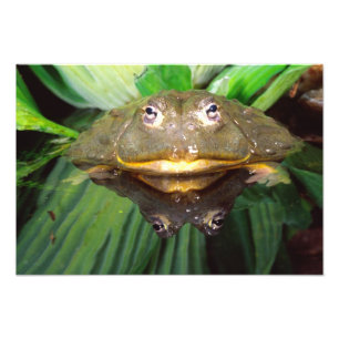 Foto Rã-Touro-Africana, Pyxicephalus