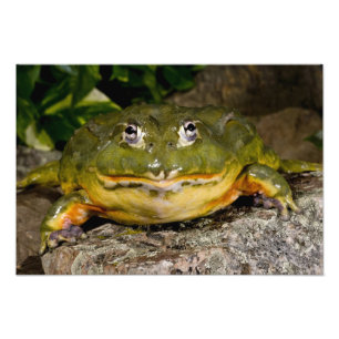 Foto Rã-Touro-Africana, Pyxicephalus 2