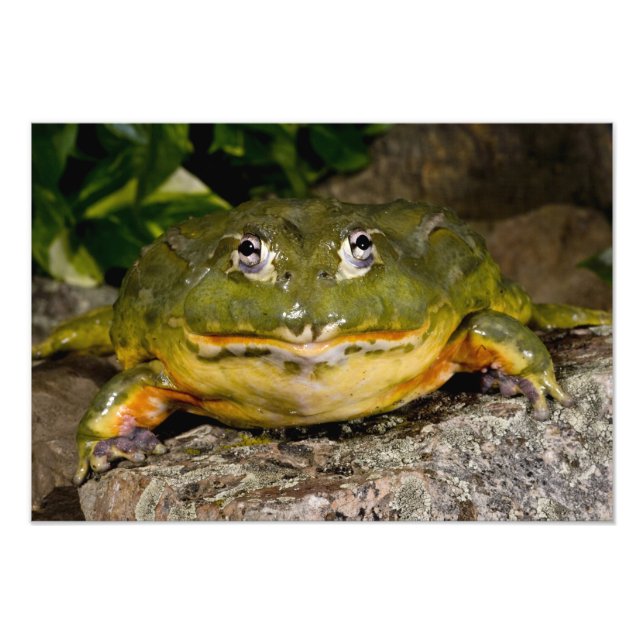 Foto Rã-Touro-Africana, Pyxicephalus 2 (Frente)