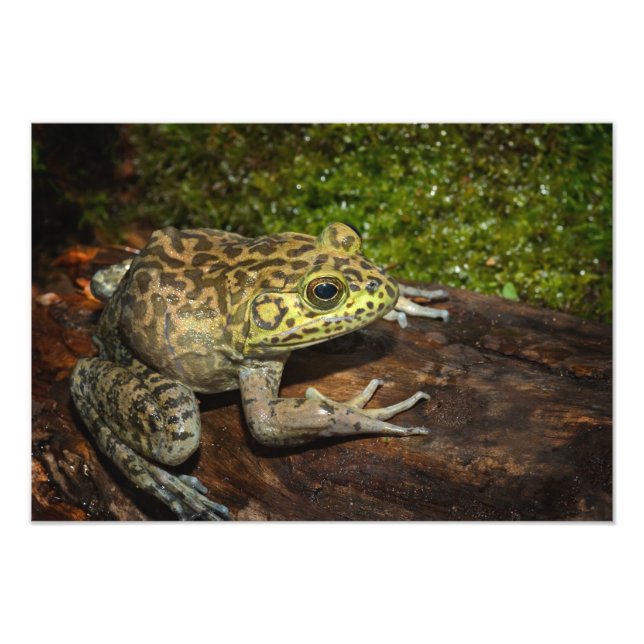 Foto Rã-touro, Rana catesbeiana (Frente)