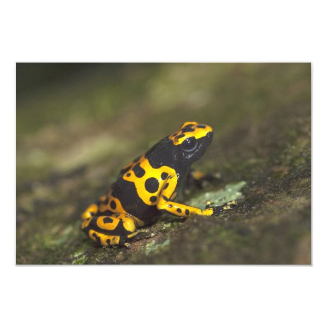Foto Rã-venenosa-de-banda-amarela Dendrobates (Frente)