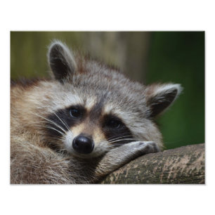 Foto Raccoon