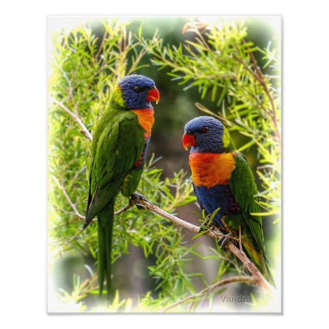 Foto Rainbow Lorikeets (Frente)