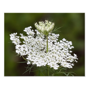 Foto Rainha Ann's Lace