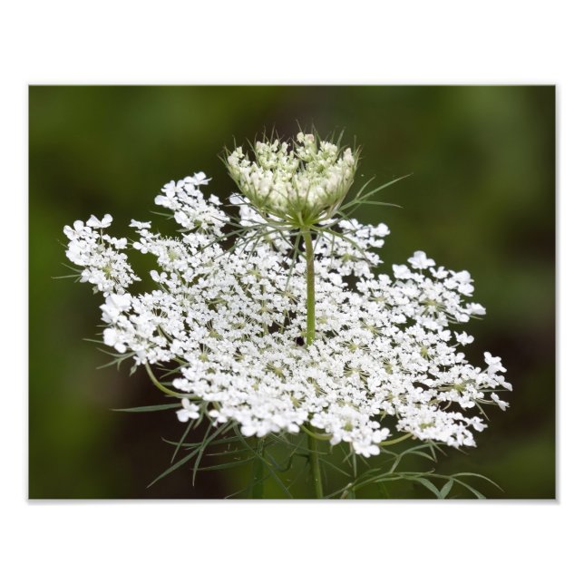 Foto Rainha Ann's Lace (Frente)