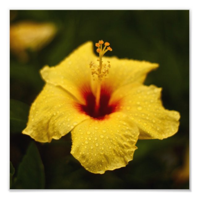 Foto Rainy Day Hibiscus (Frente)