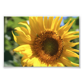 Foto Raio de girassol