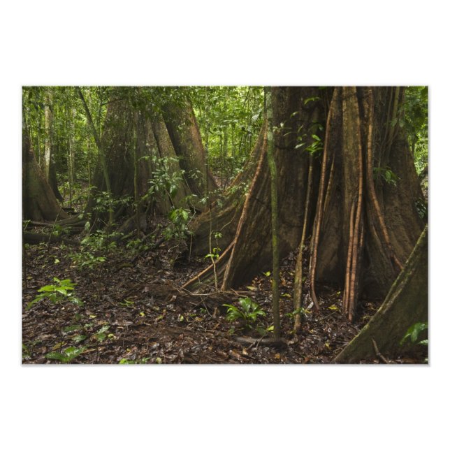 Foto Raízes de Contraforte. Floresta Tropical, Mapari R (Frente)