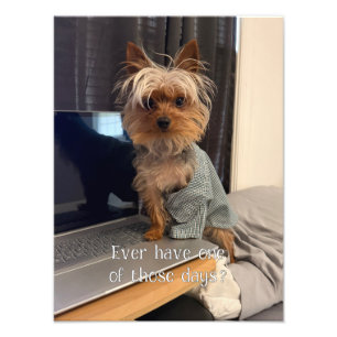 Foto Ralphie o Yorkshire de xícara Um daqueles dias