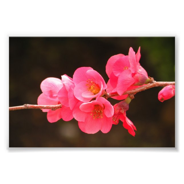 Foto Rama con hermosas flores (Frente)