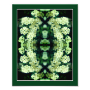 Foto Rambling Wild White Roses Mirror Abstrato 8x10