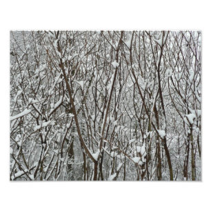 Foto Ramificações cobertas por neve inverno
