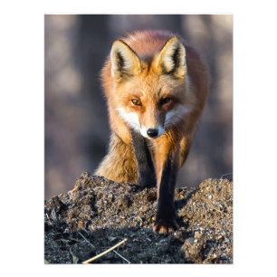Foto Raposa furtiva