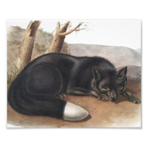 Foto Raposa Negra Americana ou Prateada (Vulpes fulvus)