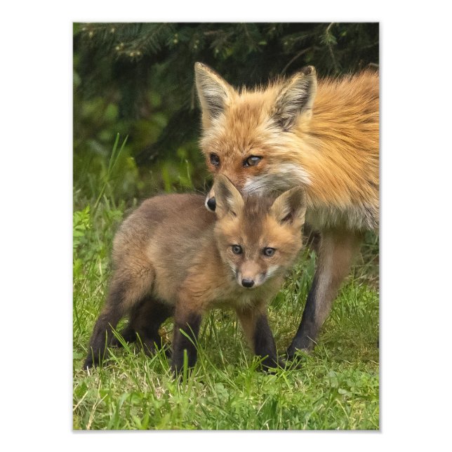 Foto Raposa Vermelha Mãe e Youngster (Frente)