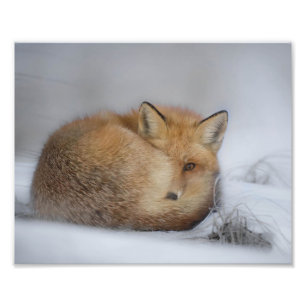 Foto Raposa Vermelha Na Neve De Inverno