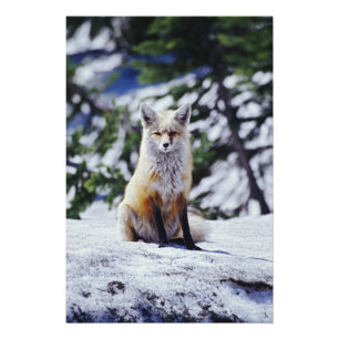 Foto Raposa Vermelha sentada no banco de neve, Vulpes,