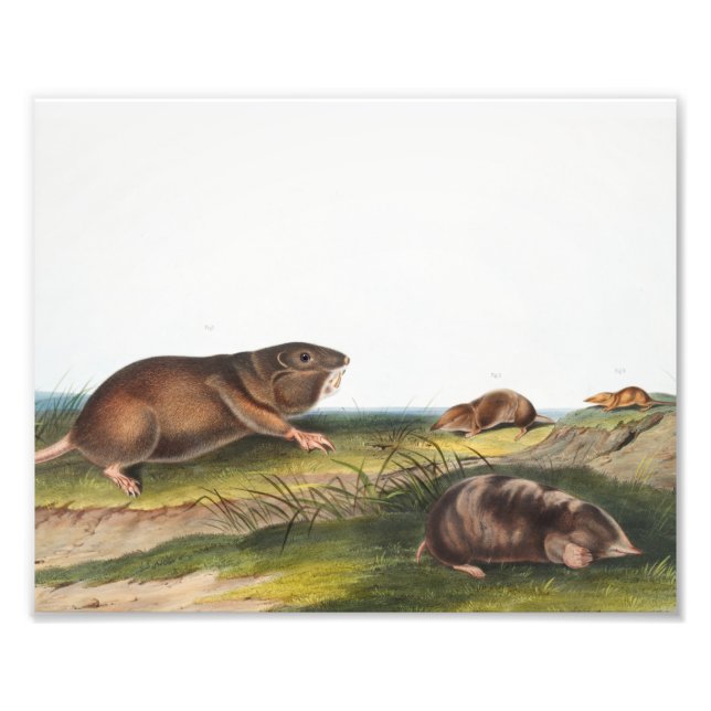 Foto Rato Meridional, Ilustração Shrew Mole (Frente)