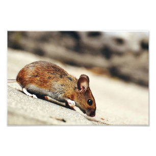 Foto Rato Pequeno