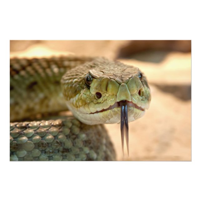 Foto Rattlesnake Closeup Photo (Frente)