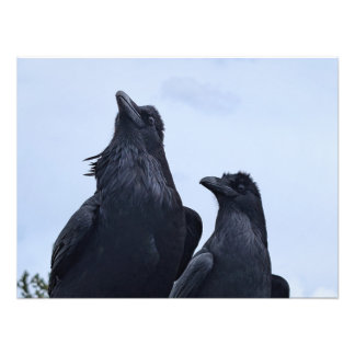 Foto Raven