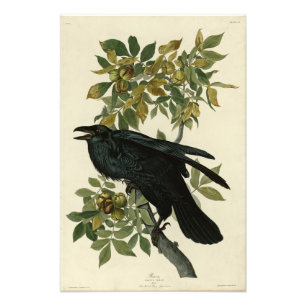 Foto Raven (Common Raven) das Aves da América de Audubo