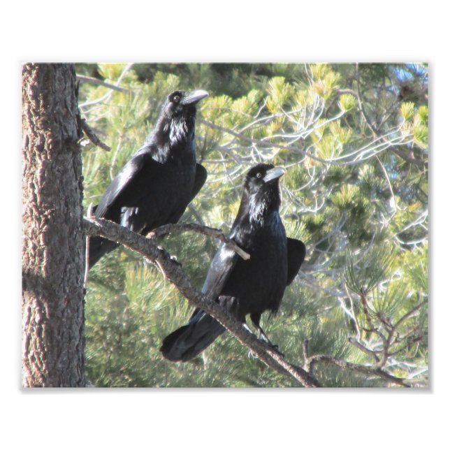 Foto Raven Pair na Montanha (Frente)